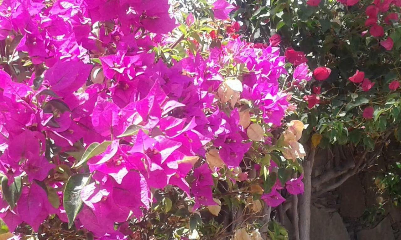 Bungalow Main Street Playa Del Ingles 外观 照片